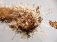 Myceliumdraden wintermycena (foto: Laurens van Run)