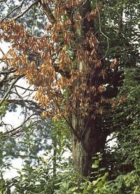 Boom met schimmelziekte Cryphonectria parasitica (foto: NVWA)