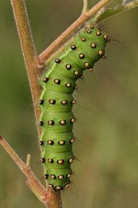 De volgroeide rups is zeer opvallend fel groen gekleurd (foto: B. Haasnoot)