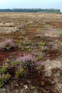 Natuurontwikkeling en goed natuurbeheer blijven in Nederland essentieel voor biodiversiteit (foto: Kars Veling)