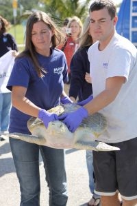 Kemps zeeschildpad verhuist naar Amerika (foto: Mote Marine Laboratory)