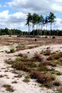 Natuurontwikkeling blijft nodig (foto: Kars Veling)