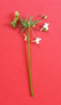 De kop van Frieslands eerste Krans-nemesia (foto: Gertie Papenburg)