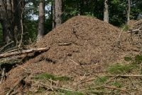 Mierenhoop behaarde rode bosmier (foto: Jinze Noordijk)