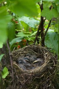 Nest jonge merels (foto: Peter Eekelder)