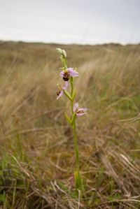 Bijenorchis (foto: Niels Gilissen)