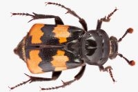 Aaskever Nicrophorus interruptus (foto: Theodoor Heijerman)