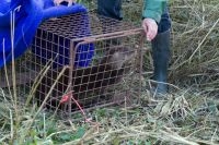 Vrijlating otter bij Doesburg (foto: Michiel Schaap)