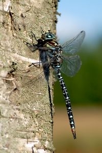 Noordse glazenmaker wellicht terug in Brabant (foto: Albert Vliegenthart)