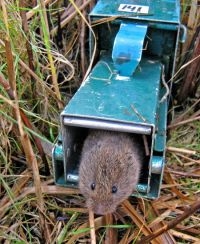 Noordse woelmuis in loopval (Foto: Rob Koelman)