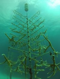 Nursery tree near Klein Bonaire (foto: Buddy Dive, Coral Restoration Bonaire)