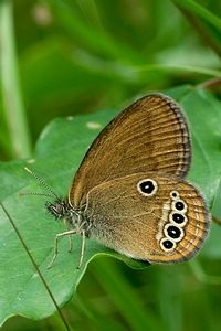 Een van de bedreigde dagvlinders in Europa, goudooghooibeestje (Coenonympha oedippus) (foto: Kars Veling)