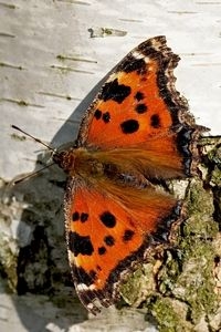 Wie weet heeft de oostelijke vos zich hier voortgeplant (foto: Chris van Swaay)