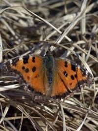 Oostelijke vos in Dwingeloo op 8 maart (foto: Gerrit Padding)