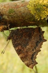 Aan de onderzijde is de oostelijke vos moeilijk te herkennen, dus probeer de bovenzijde te zien te krijgen (foto: Kars Veling)