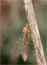 Ophion obscuratus met kenmerkende bleke vlek in pterostigma (foto: Marc Herremans)