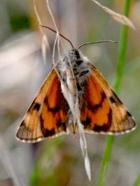 Ook de oranje ondervleugels vallen vliegend op en versterken het idee dat je met de kleine vuurvlinder te maken hebt (foto: Martin Scheper)