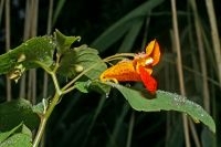 Oranje springzaad heeft een opvallende oranje bloem met rode vlekken (foto: Leo Vaes)