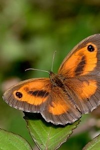 Een van de graslandvlinders, het oranje zandoogje, laat matige afname zien (foto: Kars Veling)