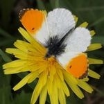 Mannetje oranjetipje met oranje tippen (foto: Kars Veling)