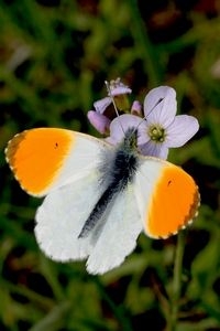 Nu worden er alleen nog maar mannetjes gezien, hier op pinksterbloem (foto: Kars Veling)