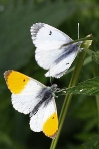 Mannetje en vrouwtje oranjetipje (foto: Kars Veling)