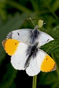 Bij vrouwtjes (achterste vlinder) ontbreken de oranje vlekken op de vleugelpunten (foto: Kars Veling)