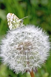 Mannetje oranjetipje op uitgebloeide paardenbloem (foto: Kars Veling)