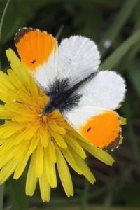 Oranjetipje op paardenbloem (Foto: Kars Veling)