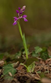 Mannetjesorchis (foto: Eric Hartgers)