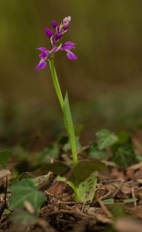 Mannetjesorchis (foto: Eric Hartgers)