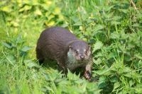 Otter (foto: Karsten Reiniers, ARK)