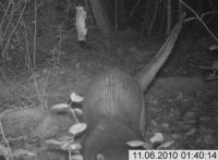 Otter in cameraval (foto: Landschap Noord-Holland)