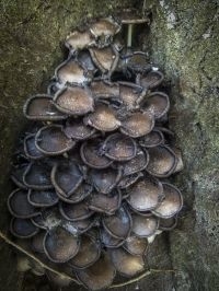 Oude Grote kale inktzwammen (foto: Julius van den Broek)