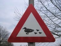 Waarschuwingsbord voor overstekende jonge vogels (foto: Publiek Domein)