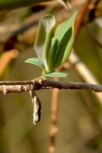 De rups van de kleine ijsvogelvlinder zit in de winter in een kokertje van blad