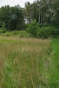 Open graslandje in het Kuinderbos (foto: Kars Veling)