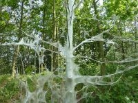 Door rupsen van de spinselmot ingepakt en kaalgevreten boompje (foto: Fedor Gassner)