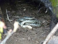 Dode of schijndode ringslang bij vossenhol (foto: Harm Hofman en Jan Koeman)