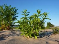 Welriekende ganzenvoet op Waalstrand (foto: Twan Teunissen)