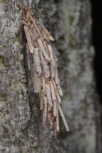 Grote reuzenzakdrager (foto: Ernest van Asseldonk)