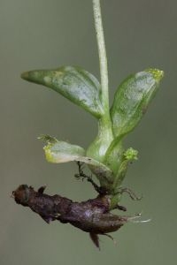 Wortelknol en broedknolletjes van Veenmosorchis (foto: Rudolf Dundr)