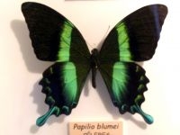 Papilio blumei (foto: Wikipedia)