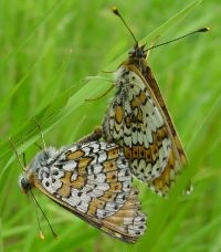 Parende Veldparelmoervlinders (foto: Wim Dimmers)