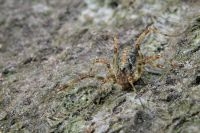 Hooiwagen, Paroligolophus agrestis (foto: Jinze Noordijk)