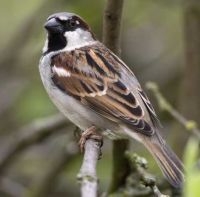 Huismus, mannetje (foto: Saxifraga-Luc Hoogenstein)