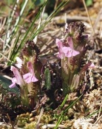 Heidekartelblad (foto: Bernd Haynold)