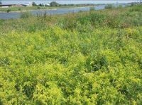 Natuur langs de rivier (foto: Rijn in Beeld)