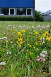 Plaatselijk is er al fraai bloemrijk grasland op de vestiging (foto: Albert Vliegenthart)
