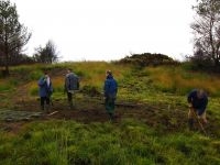 In de verbrande zone waar Pijpenstrootje nu de heide overwoekert, werd een zogenaamde ’slangenbult’ aangelegd om de Gladde slang te helpen (foto: Kevin Lambeets)